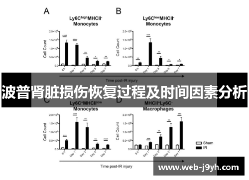 波普肾脏损伤恢复过程及时间因素分析
